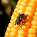 fly on corn source image